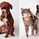 Illustration for article titled Adorable Adoptable Animals in Accessories Will Make Your Eyes Leak